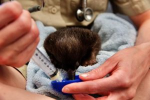 Echidna puggle continues to improve after being found in a mulch pile