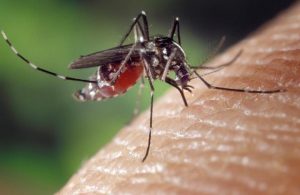 Victoria has confirmed its first recorded Murray Valley encephalitis virus case and death since 1974