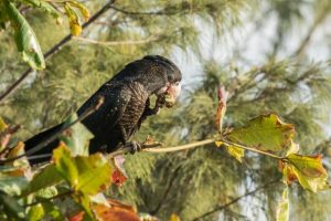 Call for volunteer garden guides