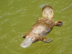 Local Clean Up Australia events coming up