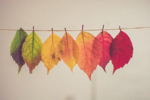 WHYLD’s Autumn minimarket coming up