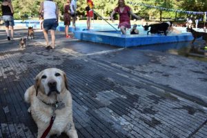 Dogs make a splash at the Healesville Outdoor Pool