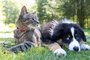 Yarra Ranges pet registrations due Monday 10 April