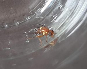 Further reports of Queensland Fruit Fly in Yarra Glen, Gruyere, and Kinglake