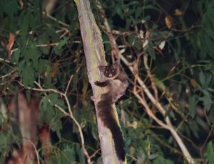Melbourne University ecosystem science start off study for 2023 in the Yarra Ranges