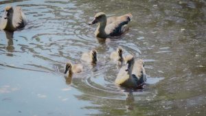 Parents team up for this modern family of native ducks