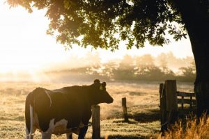 Yarra Valley  farmers urged to address crime concerns