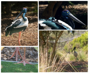 Big bird steps onto the scales at Healesville Sanctuary