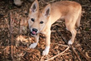 Dingo Duo find Haven at Healesville Sanctuary