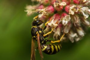 Yarra Ranges Council ask for European wasps to be reported