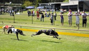Greyhound Racing Victoria fundraising for Good Friday Appeal in Healesville