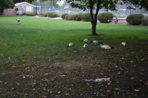 Ibis causing a muck about town