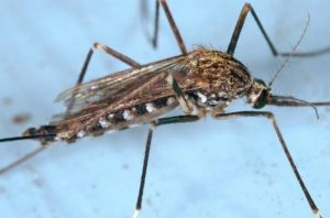 Japanese Encephalitis warning ahead of the long weekend