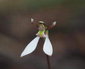 Eastern Band Orchid pops up over Easter