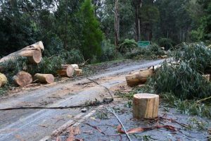 Yarra Ranges Council seek response for latest Storm and Pandemic Survey