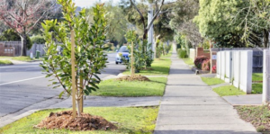 Streetscapes enhanced by tree program
