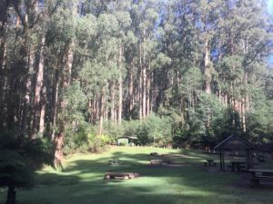 Tree blasting being trialled in McMahons Creek