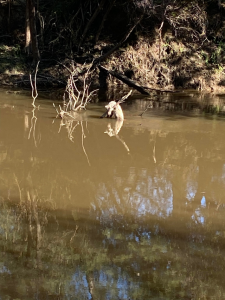 Sad outcome for dog in Yarra Glen