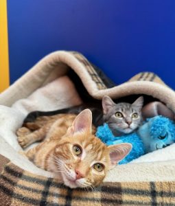 Local Animal Aids Appeal gets back purrr-fect result