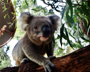Koala ‘Dindi’ tucks into eucalyptus leaves after a trip to the dentist