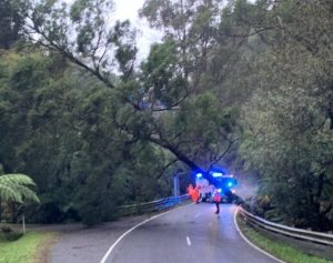 Tree down at Myers Creek