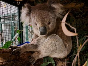 Mount Evelyn wildlife shelter nursing sick koala