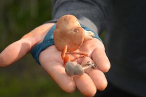 Mushroom meanders prove popular