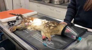 Rare marsupial returned to roam Ranges after detour to chicken coop