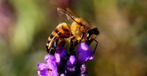 Webinar to show how you can help in Protecting Pollinators
