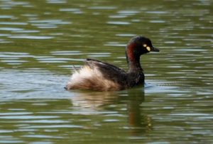 Aquatic birds being found stranded in strange places