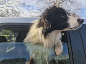 Loose dogs rescued by play