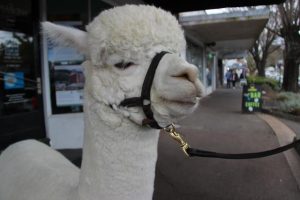 Hephner the alpaca visits the Valley