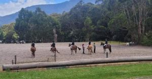 Horse deaths not deemed infections