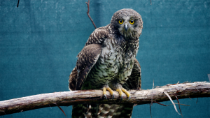 Powerful Owl returns to mountain home