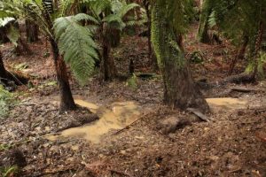 National deer management plan needs more action