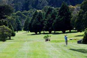 Good scores on the green