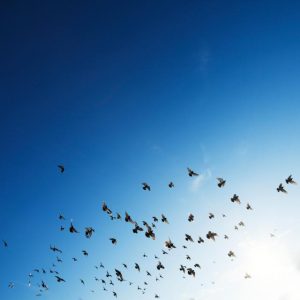 Join the Aussie Bird Count in Healesville