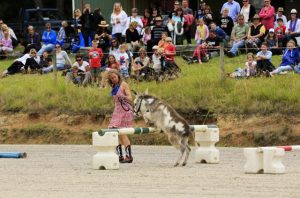Yarra Ranges Donkey Festival returning in 2024