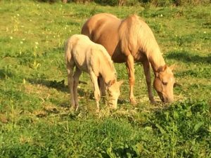 Horse Talk