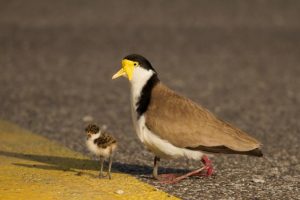 Plovers targeting locals