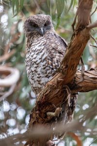 Rat poison levels in powerful owl population