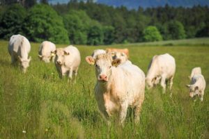 Repurposed Covid-19 van set to battle plant and animal diseases