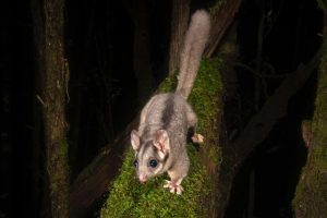 Almost $20,000 granted to help support the lowland Leadbeater’s Possum