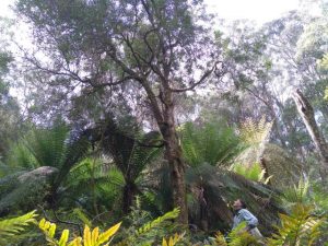 VicForests, Warburton Environment case reaches conclusion