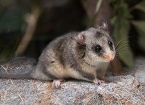 Help track Pygmy Possum food source as they wake from hibernation