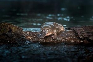 Spot the platypus