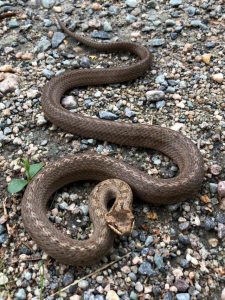 Snakes of the poetry kind