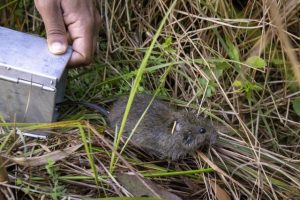 Rat is endangered