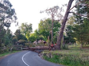 Two trees blocks Ryans Road in Healesville