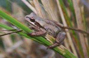 Melbourne Water ensures happy hoppers